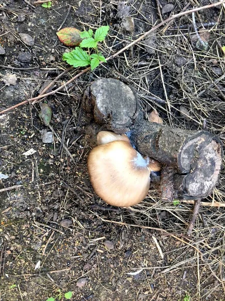 Woodland Delicacy: Oyster Mushroom Thriving on a Log
