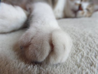 a white fur cat lies down on a sofa