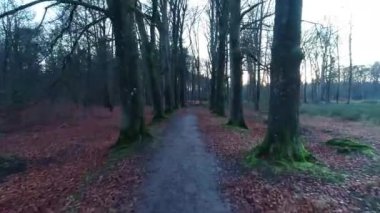 Alacakaranlık sırasında Yaprak Ağaçların İçinden Uçmak - Friesland, Hollanda, 4K Drone Görüntüleri