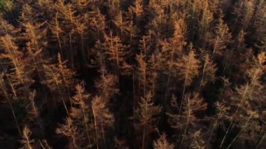 Çıplak Kozalaklı Ağaçlar - Friesland, Hollanda, 4K Drone Görüntüleri