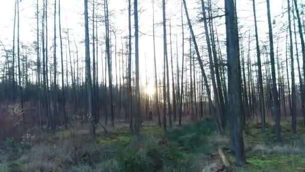 Forest Winter Moving Forward Setting Sun Friesland Ολλανδία Drone Πλάνα — Αρχείο Βίντεο