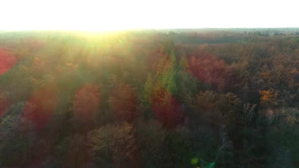 Beautiful Warm Glow Treetops Sunset Forward Moving Friesland Netherlands Drone — Stock video