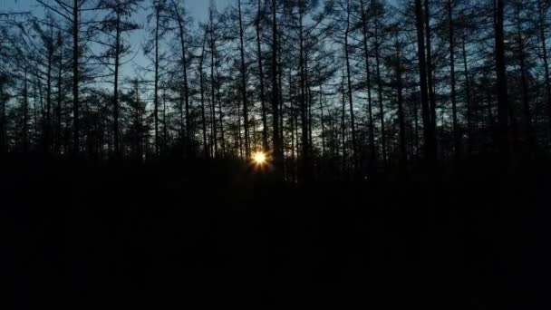 Sonnenuntergang Dunklen Silhouettenwald Friesland Niederlande Drohnenaufnahmen — Stockvideo