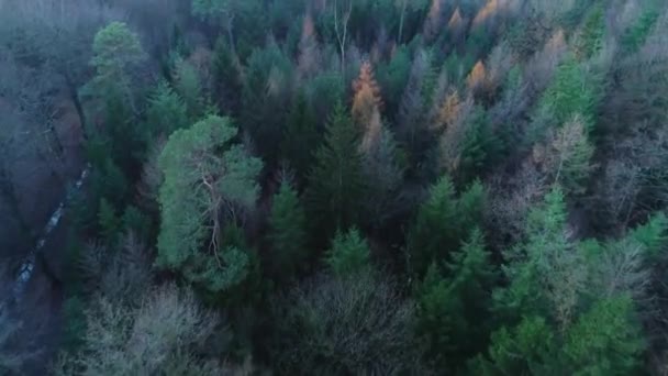 Jasnopomarańczowe Drzewa Zimą Podczas Zmierzchu Friesland Holandia Nagrania Dronów — Wideo stockowe