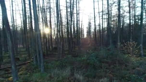 Skog Vintern Med Solkikare Bakom Träden Friesland Nederländerna Drone Footage — Stockvideo