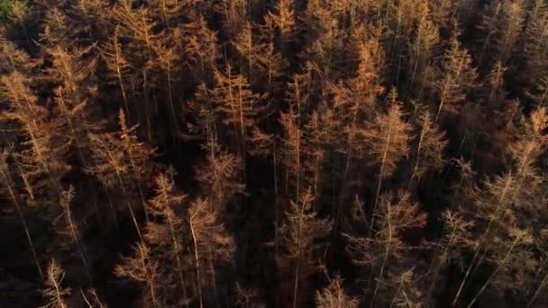 Puszta Tűlevelű Fák Friesland Hollandia Drone Footage — Stock videók