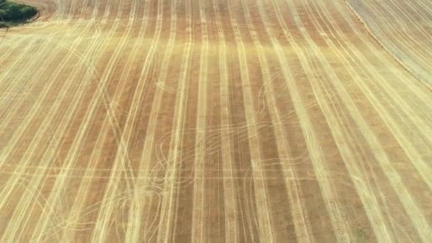 Big Field Trpící Sucho Zmatené Stopy Traktoru Slepou Ránu Haute — Stock video