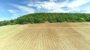 Fransız Üzüm bağı Ateş Dalgası ve Kuraklıkla vuruldu - Haute Marne, Fransa 4K Drone Görüntüsü