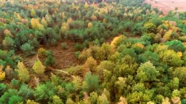 Dwingelderveld 'deki Heathland Toprakları Ormanı, Eğlence Yolu - Drenthe, Hollanda 4K İHA Görüntüleri