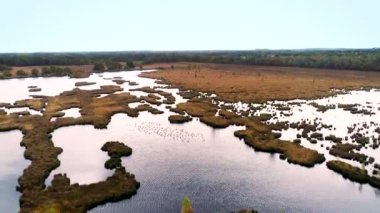 Güzel Islak Heathland Dwingelderveld Kuş Sürüsü, Yüksek Karşıtlık - Drenthe, Hollanda, 4K Drone Görüntüleri