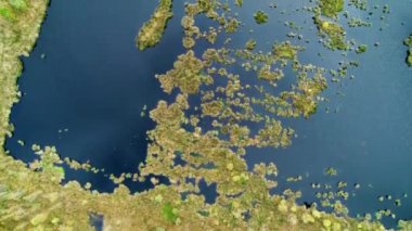 Islak Heathland Dwingelderveld 'in Kuş Sürüsü - Drenthe, Hollanda, 4K Drone Görüntüsü