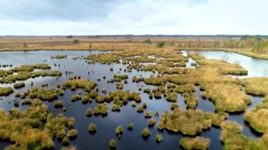 Dwingelderveld 'in Islak Heathland Doğası - Drenthe, Hollanda, 4K Drone Görüntüleri