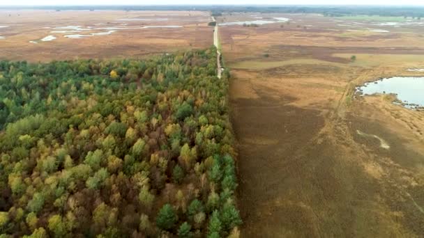 Bosque Brezales Naturaleza Dwingelderveld Dividido Por Una Carretera Drenthe Países — Vídeo de stock
