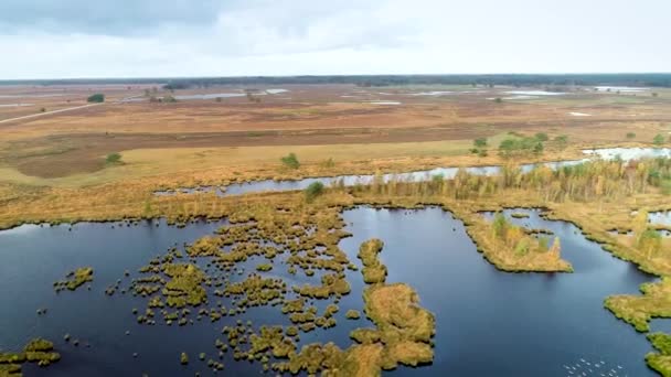 ぬれたヒートランドの自然 デンガーフェルト Drenthe オランダ 4Kドローンフッテージ — ストック動画
