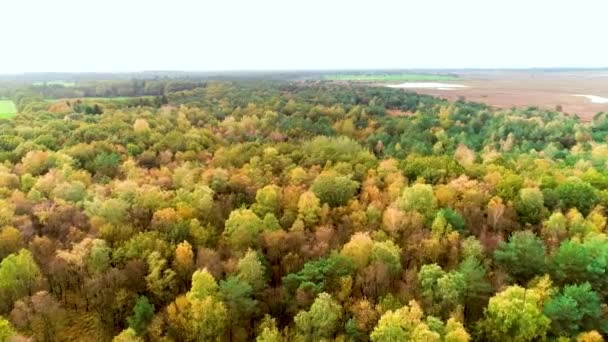 森林とヒートランドの自然 デンガーフェルト Drenthe オランダ ドローンフッテージ — ストック動画
