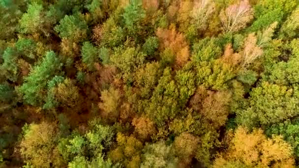 Bosque Con Parches Brezal Dwingelderveld Arriba Hacia Abajo Drenthe Holanda — Vídeo de stock