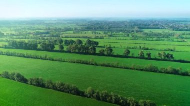 Idyllic Dutch Landscape: Düz Çimenli İnekler, Çiftliği Bölen Ağaçlar, Sol Friesland, Hollanda, 4K Drone Görüntüleri