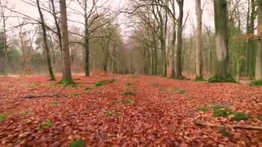 Orman zemininde Amber Yaprakları, İleri Hareketli Friesland, Hollanda, 4K Drone Görüntüleri