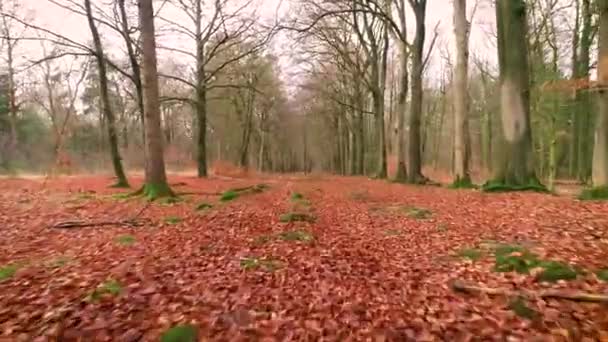 Forest Ground Covered Amber Leaves Moving Forwards Friesland Netherlands Drone — Stock video