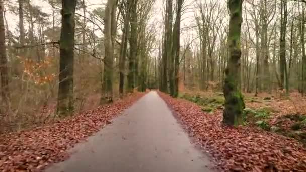 Bella Foresta Con Foglie Ambra Intorno Sentiero Avanzamento Frisia Paesi — Video Stock