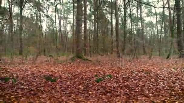 Long Walking Shot Beautiful Forest Autumn Friesland Holanda Drone Footage — Vídeo de Stock
