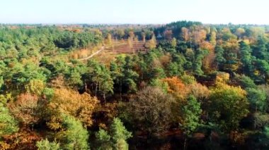 Sonbahar Ormanında Uçan Mossy Heather Overijssel, Hollanda, 4K İHA Görüntüsü
