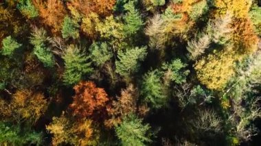 Güz Renkleri Güzel Ağaçların Geniş Çeşitliliği, Clearing Overijssel, Hollanda, 4K Drone Görüntüleri