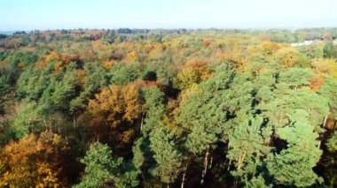 Güz Ormanı Güzel Sıcak Renkler Overijssel, Hollanda, 4K Drone Görüntüsü