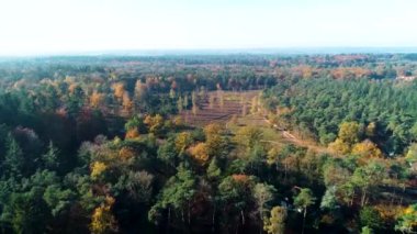 Heather 'ın Sonbaharda Bir Orman İçinde Yaması, Uzun Vuruş Overijssel, Hollanda, 4K İHA Görüntüsü