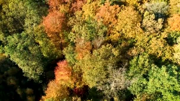 Široká Škála Stromů Krásnými Podzimními Barvami Overijssel Nizozemsko Drone Záběry — Stock video