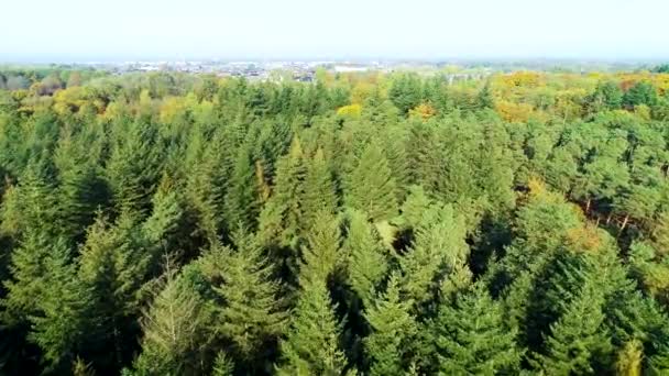 Високі Хвойні Дерева Невеликим Очищенням Overijessel Нідерланди Кадр Дронів — стокове відео