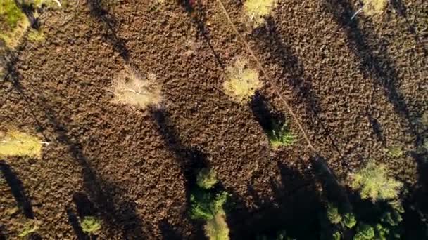 Heidekrautrodung Einem Wald Herbst Drehschuss Overijssel Niederlande Drohnenaufnahmen — Stockvideo