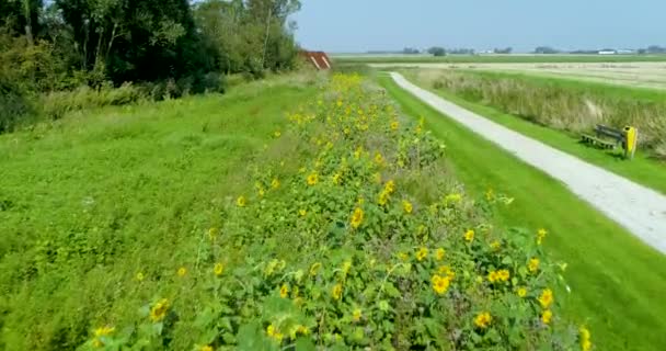 Patch Sunflowers Next Recreational Path Wijnaldum Friesland Ολλανδία Drone Footage — Αρχείο Βίντεο