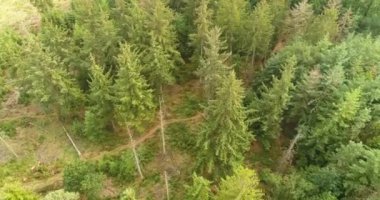 Lush Kozalaklı Orman, Tepesi Aşağı Drents Friese Wold, Hollanda, 4K Drone Görüntüleri