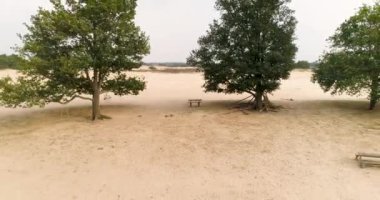 A Bench and a Swing On Sandy Zeminde, Geriye Uçan Ağaçlar - Friese Wold, Hollanda, 4K Drone Görüntüleri
