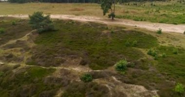Green Plain 'den Coniferous Forest Edge' e giderken Friese Wold, Hollanda, 4K Drone Görüntüleri