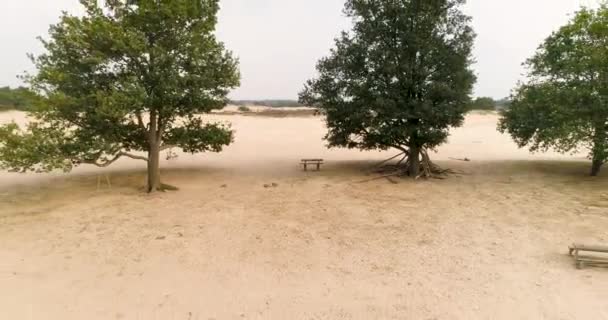 Bench Swing Sandy Zeminde Geriye Uçan Ağaçlar Friese Wold Hollanda — Stok video