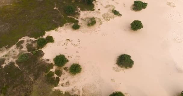 美しい砂とヒースの自然 ティルトアップ ドレスフリースワルド オランダ 4Kドローンフッテージ — ストック動画