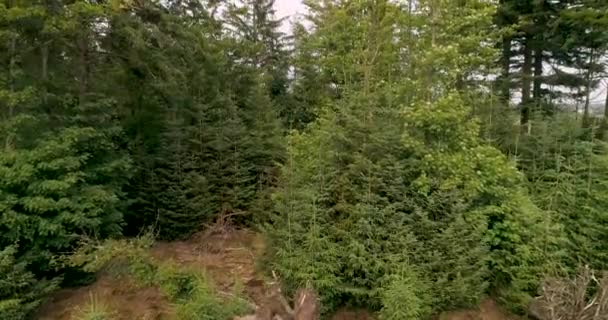 木の上に落ちた木のトランクからヒースプレーンに飛ぶ 明らかなショット ドレンズフリースワルド オランダ 4Kドローンフッテージ — ストック動画