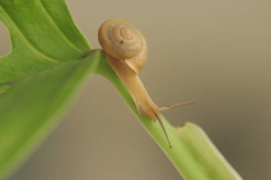 Bir salyangoz yaprak sapına tırmanıyor.