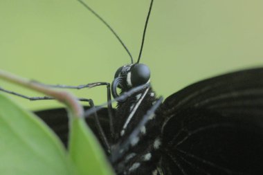 Siyah kelebekler yeşil yapraklara tünemiştir.
