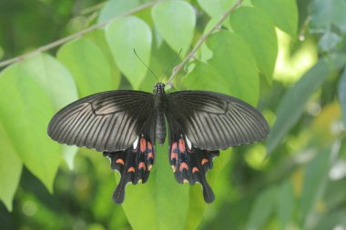 Siyah kelebekler yeşil yapraklara tünemiştir.