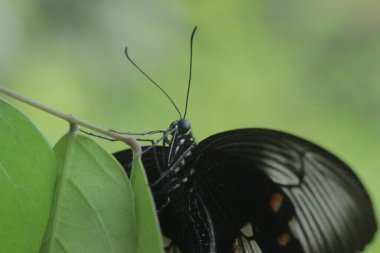 Siyah kelebekler yeşil yapraklara tünemiştir.