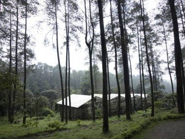 Çam ağaçlarının arasında sera.