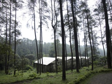 Orkideler çam ağacı arasında sera