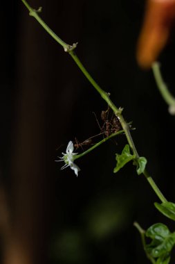 Küçük bir çiçek taşıyan bir grup karınca.