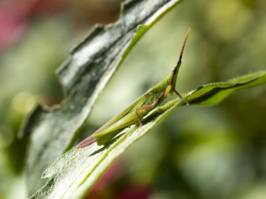 Yaprağın üzerine tünemiş yeşil bir çekirge.