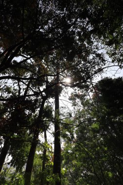 Bandung, Endonezya 'daki Djuanda orman parkında.