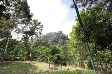 Görüntü, tropikal bölgelerdeki yemyeşil ormanları gösteriyor