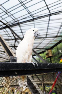 Endonezya, 18 Ağustos 2024. Kafese tünemiş bir kuş